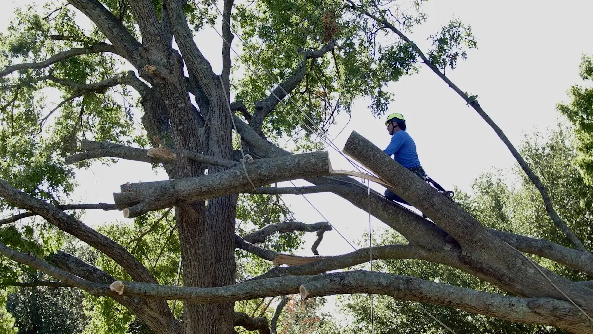 Professional Hazardous Tree Removal performed by certified arborists in New Leipzig