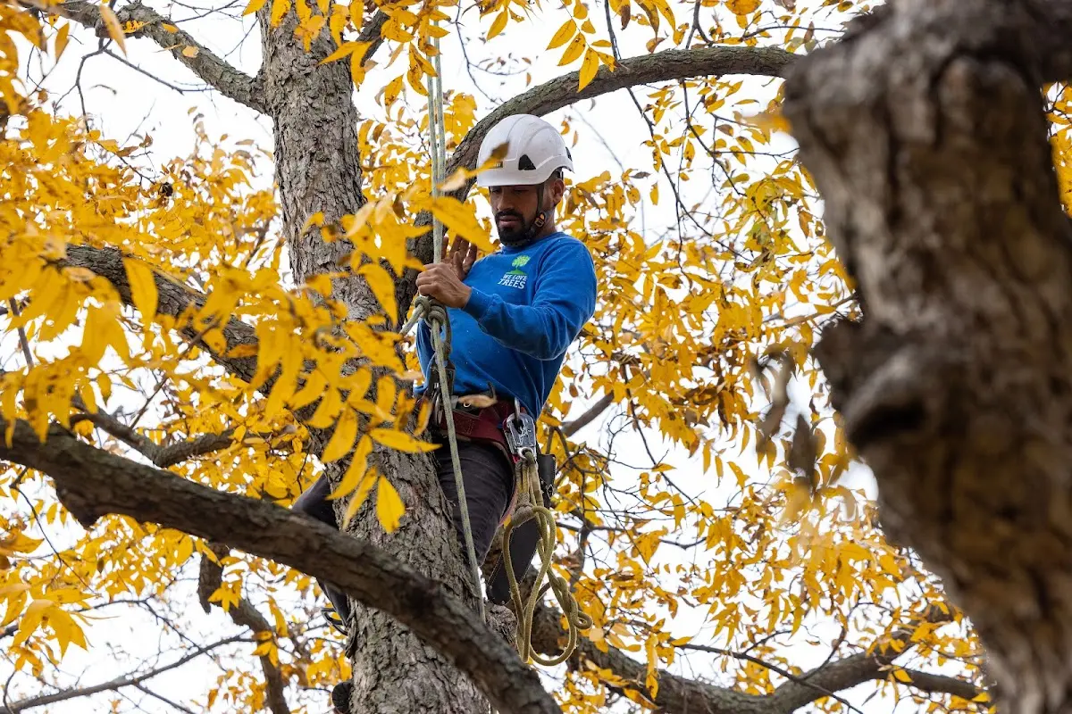 Skilled Tree Transplanting crew working in New Leipzig